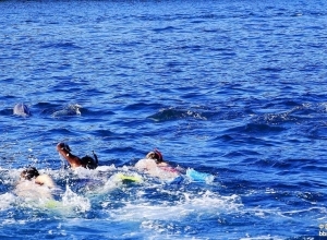 一对挪威小两口一起坐快艇出海去看海豚。