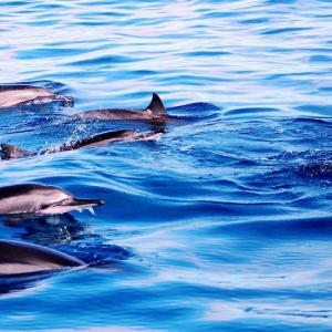 一对挪威小两口一起坐快艇出海去看海豚。