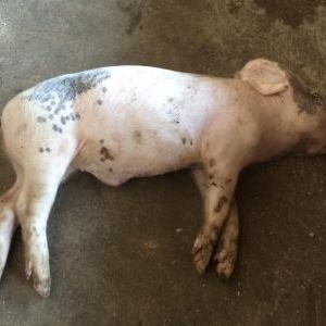 安徽芜湖发生一起非洲猪瘟疫情 已扑杀379头猪